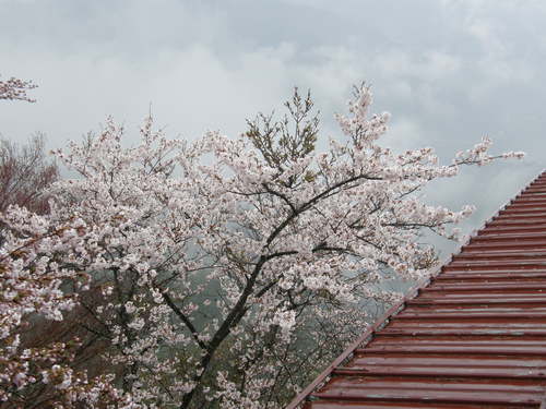 山頂の桜_d0167225_9172080.jpg