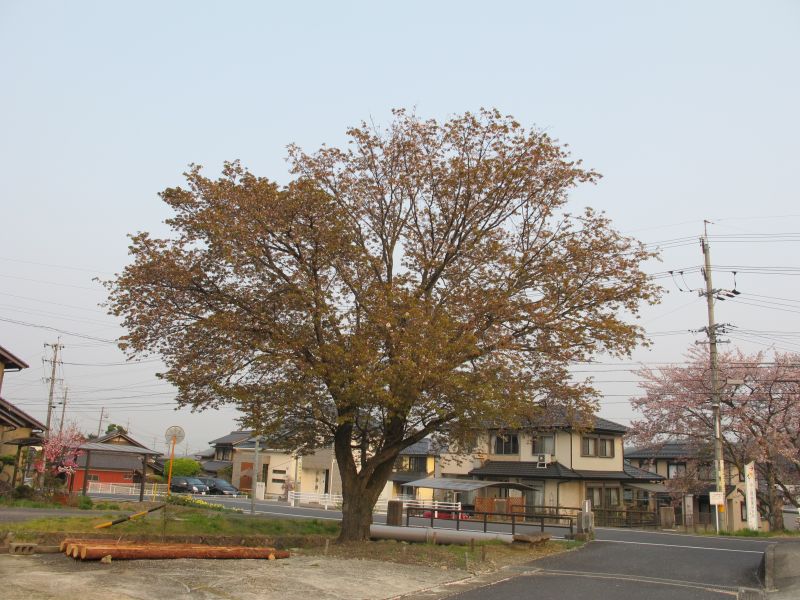 植生遷移と真のダウンサイジング_f0076731_19410635.jpg
