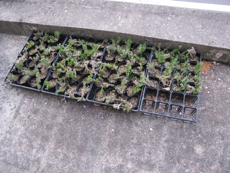 植生遷移と真のダウンサイジング_f0076731_19445180.jpg