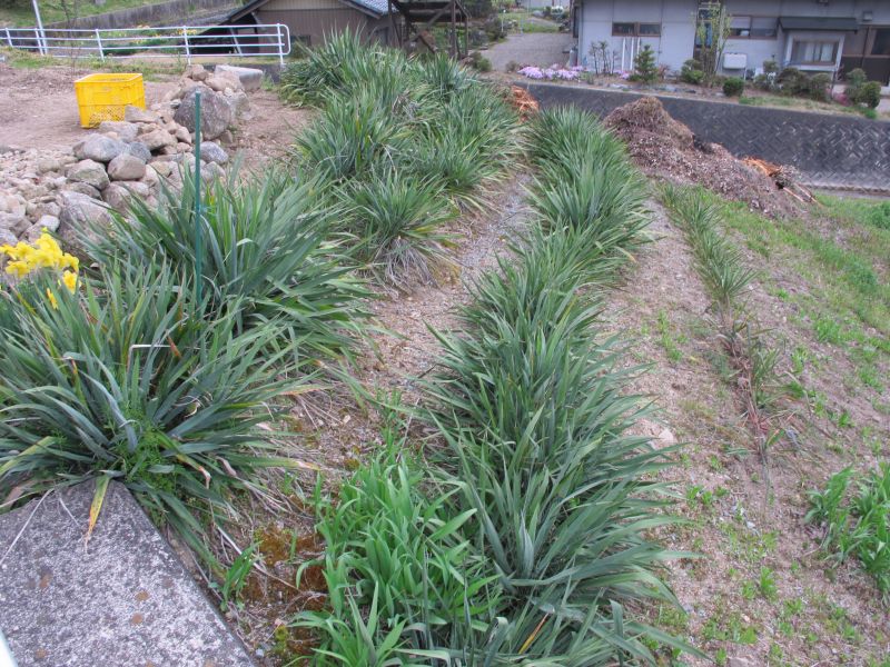 植生遷移と真のダウンサイジング_f0076731_19490377.jpg