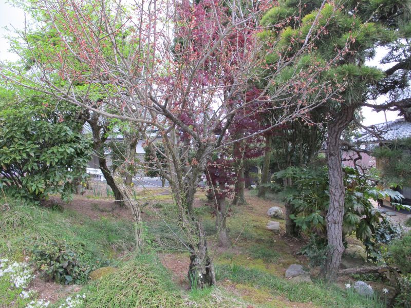 植生遷移と真のダウンサイジング_f0076731_19500156.jpg