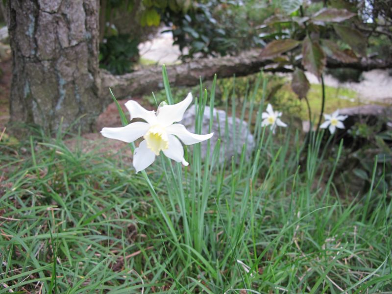 植生遷移と真のダウンサイジング_f0076731_19510865.jpg