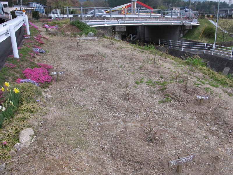 植生遷移と真のダウンサイジング_f0076731_19524246.jpg