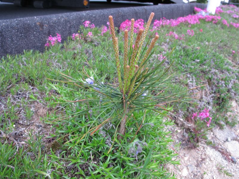 植生遷移と真のダウンサイジング_f0076731_19525742.jpg