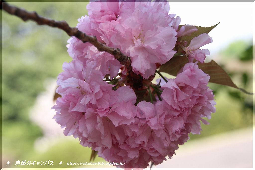八重桜含めて7種類の桜を撮影 自然のキャンバス