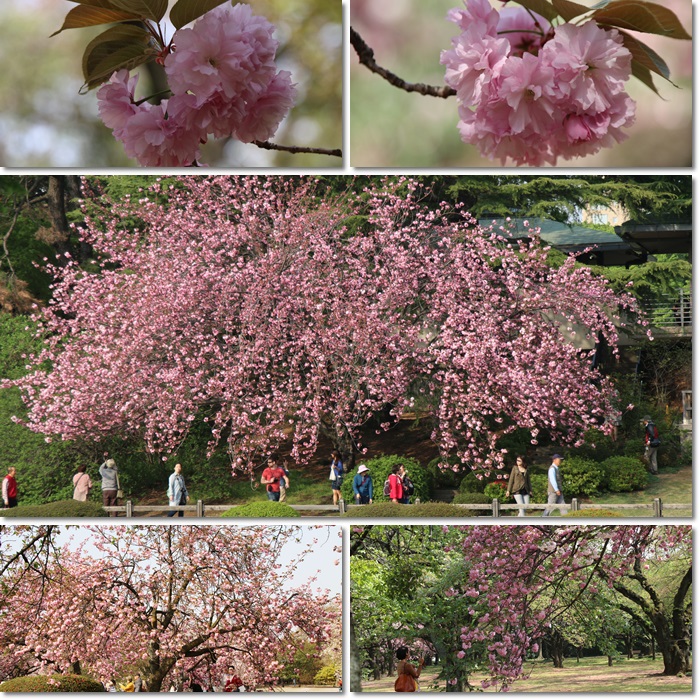 八重桜含めて7種類の桜を撮影 : 自然のキャンバス