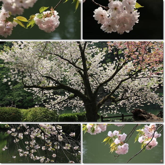 八重桜含めて7種類の桜を撮影 : 自然のキャンバス