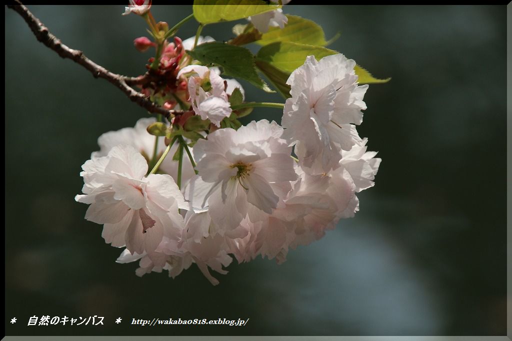 八重桜※プロフ必読 楽天市場】八重桜 【一葉桜】 1年生接木苗 : 苗木部 by 花