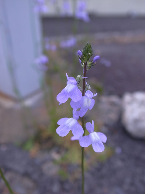 陶芸教室の日_b0036636_17265787.jpg