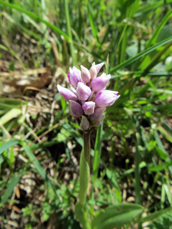 おサルが踊る蘭の花_f0234936_6131522.jpg