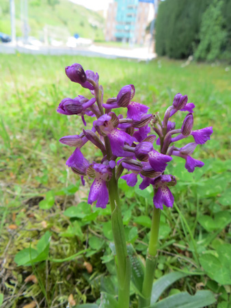 おサルが踊る蘭の花_f0234936_6133011.jpg