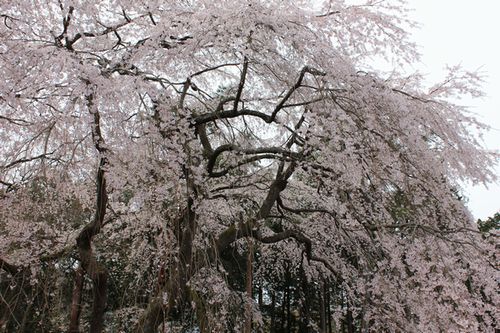 小山・御殿場の桜・その２_f0211837_2062938.jpg