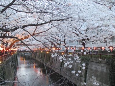 東京にて〜桜、さくら、サクラ_d0136540_4314046.jpg