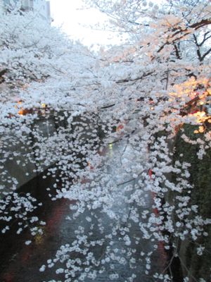 東京にて〜桜、さくら、サクラ_d0136540_4461848.jpg