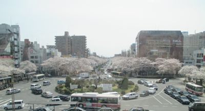 東京にて〜桜、さくら、サクラ_d0136540_4484643.jpg