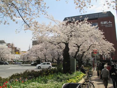 東京にて〜桜、さくら、サクラ_d0136540_4491134.jpg