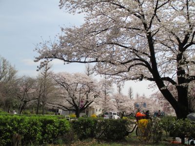 東京にて〜桜、さくら、サクラ_d0136540_4494710.jpg