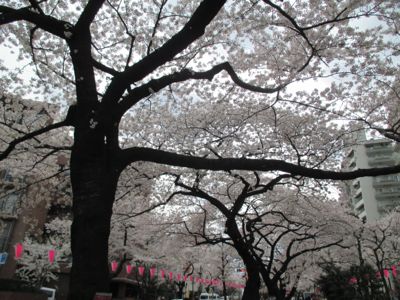 東京にて〜桜、さくら、サクラ_d0136540_4513886.jpg