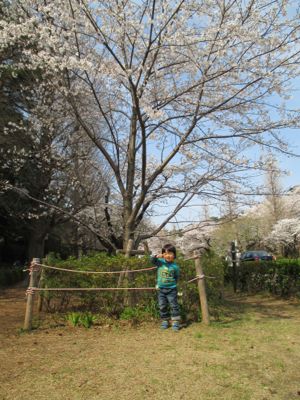 東京にて〜桜、さくら、サクラ_d0136540_451598.jpg