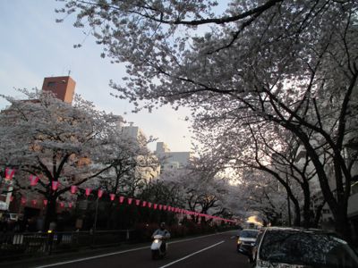 東京にて〜桜、さくら、サクラ_d0136540_45247.jpg