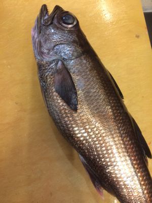 黒ムツの煮付け 根津松本 番長 鈴木勇治による 魚の美学