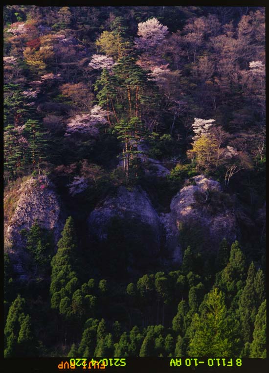 山桜　その弐_f0207844_22213959.jpg