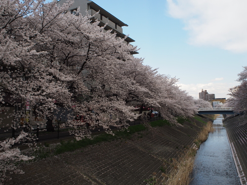 多摩の桜。_d0087549_028746.jpg