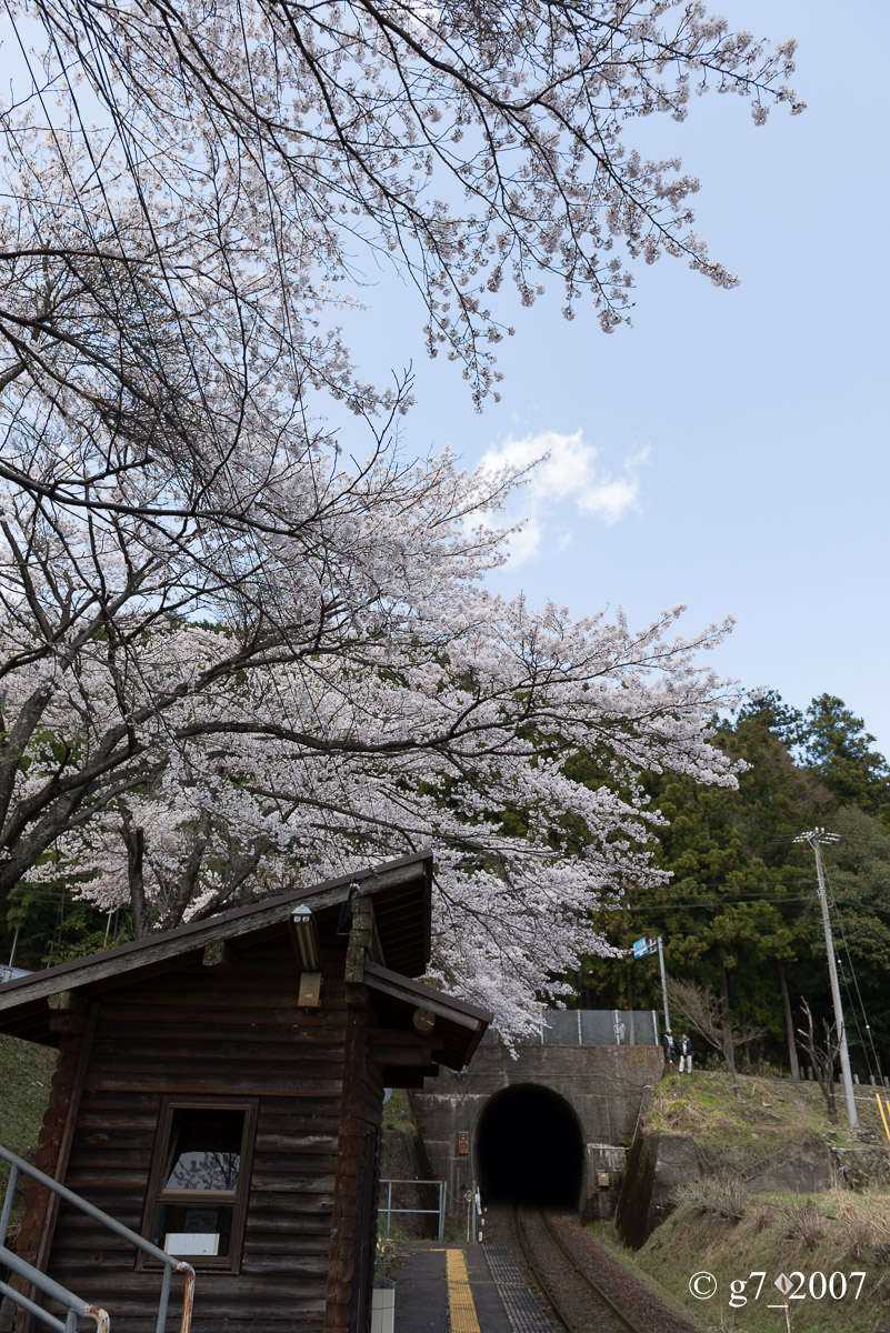 2014 桜 〜樽見鉄道 日当駅〜_f0152550_2314568.jpg