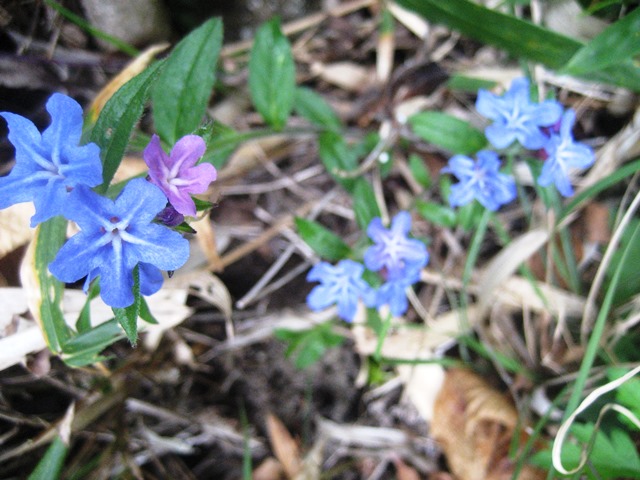 ホタルカズラ_b0227552_15342212.jpg