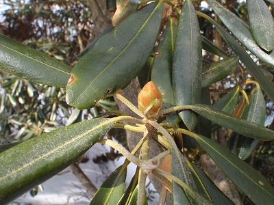 c0097754_1154271.jpg