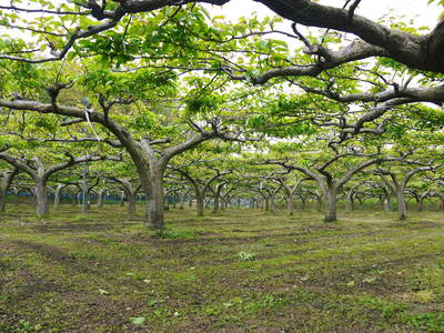 熊本梨 本藤果樹園 匠の摘果作業_a0254656_18111140.jpg