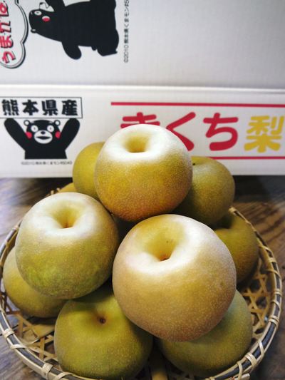 熊本梨 本藤果樹園 匠の摘果作業_a0254656_1937281.jpg