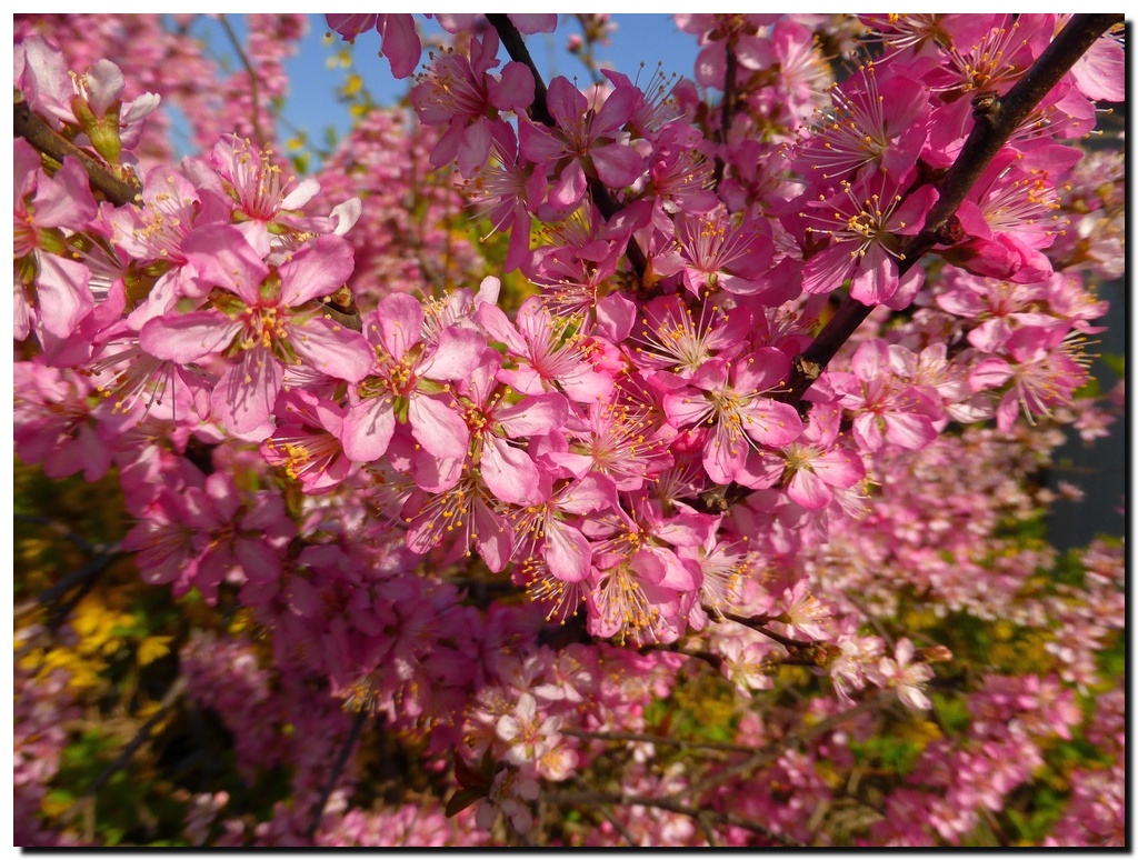 春は桜だけじゃないよ_c0311956_11191818.jpg