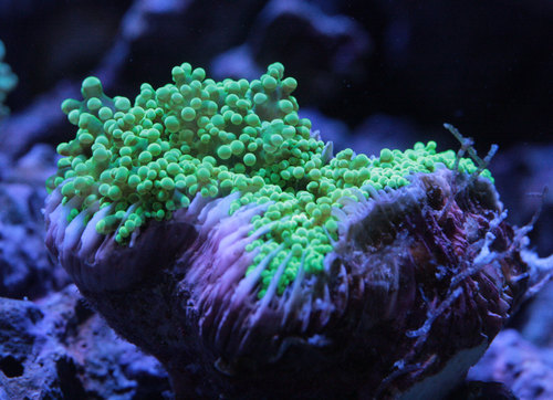 ホンタコアシサンゴ大特価 ビーボックスアクアリウム 海水魚 サンゴ情報