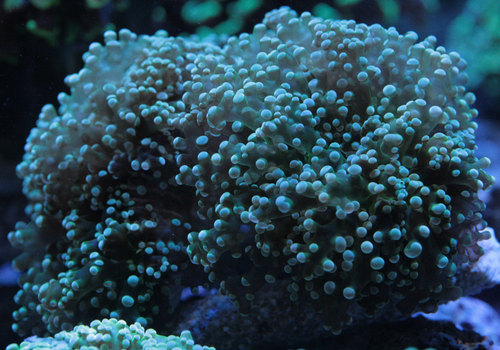 ホンタコアシサンゴ大特価 ビーボックスアクアリウム 海水魚 サンゴ情報 ホンタコアシサンゴ大特価 ビーボックスアクアリウム 海水魚 サンゴ情報