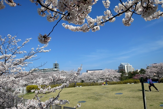 さくらがサイタ　－　②・・今年も＋　満開中！！_b0191160_23145795.jpg