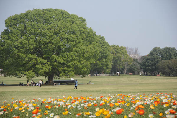 昭和記念公園　2014_b0138661_16545425.jpg