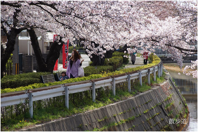 桜の散歩道_c0061761_7234342.jpg