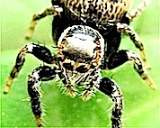 『JUMPING SPIDERS』 眉白蠅取  Evarcha albaria_f0238961_20322483.jpg