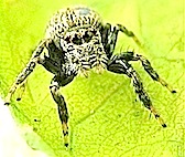 『JUMPING SPIDERS』 眉白蠅取  Evarcha albaria_f0238961_2033876.jpg