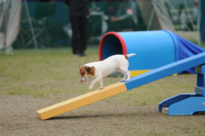 2014 福岡アペックスアジリティークラブ競技会　４月12日　Vol.1_d0230464_10330501.jpg