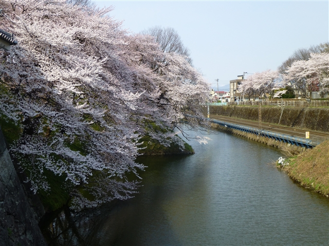 忙しくない桜を見たい。_d0028665_22585781.jpg