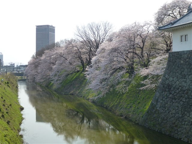 忙しくない桜を見たい。_d0028665_2305921.jpg