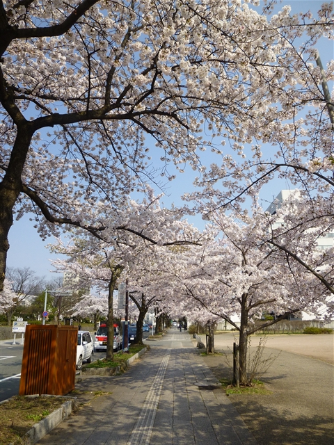 忙しくない桜を見たい。_d0028665_2352628.jpg