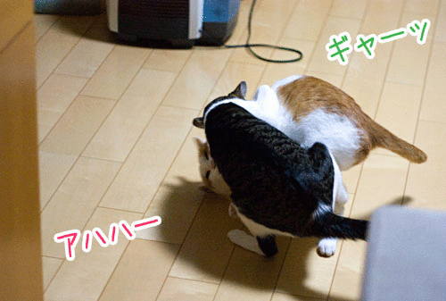 a0119470_024529.gif