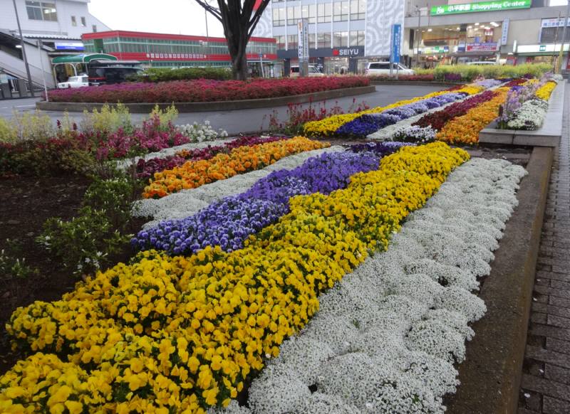 小平駅南口駅前広場花壇 佐野いくおのブログ