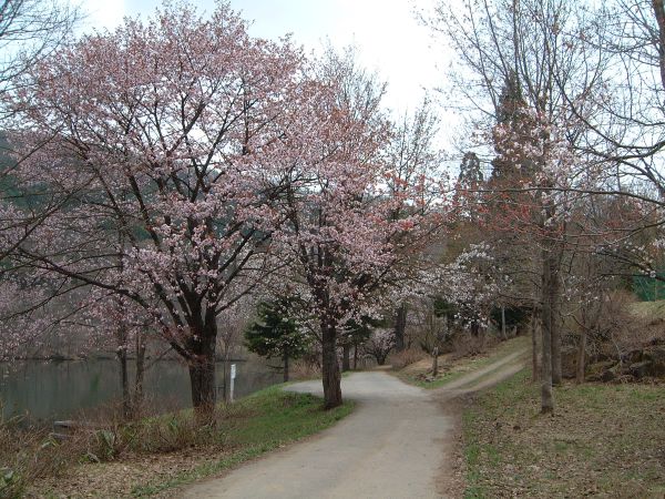 山形市内の桜も八分咲きになりました。でも、蔵王には残雪が多くて・・・_b0185375_8363783.jpg