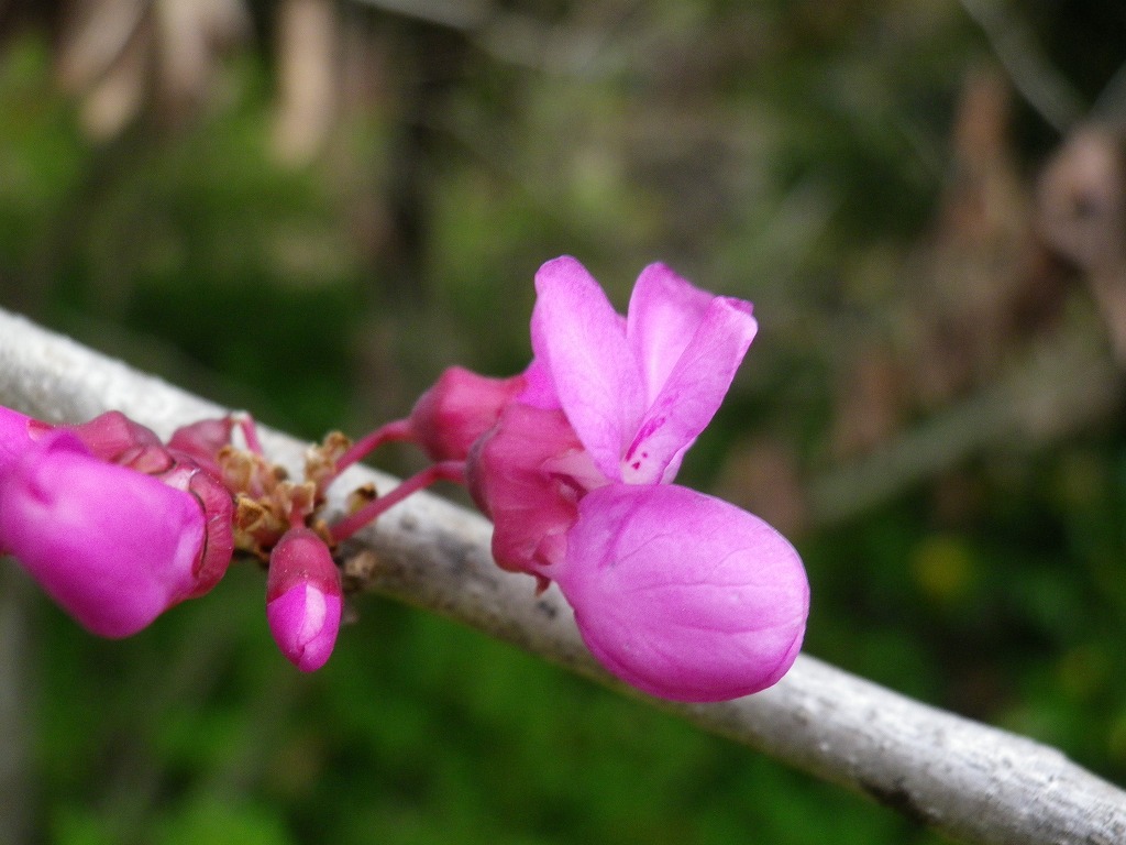 『水道山散策路で見たハナズオウとザイフリボクの花』_d0054276_20333951.jpg