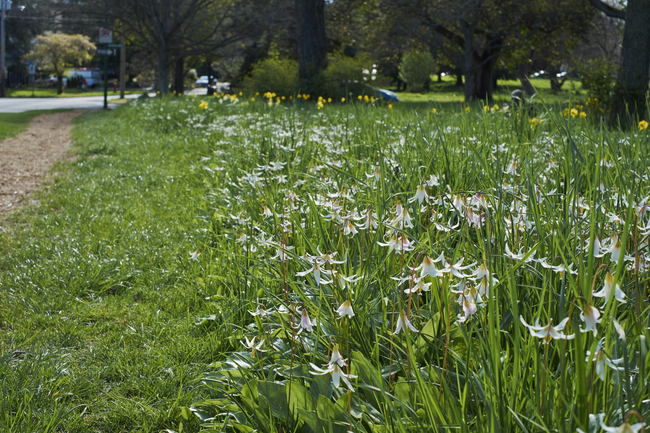 Beacon Hill Parkの白カタクリの花_e0205680_13222065.jpg