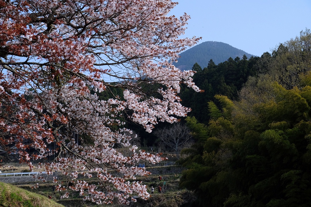 三多気の桜 2014_e0244181_1953749.jpg